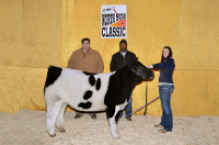 2013 Ag Country Jr. Market Steer & Heifer Showdown