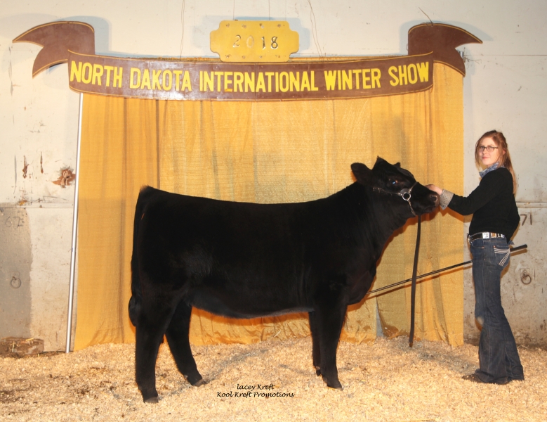 2018 NDWS Jr Cattle Heifer & Steer Show